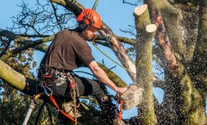 Increase the health and longevity of your trees, pruning is a good investment