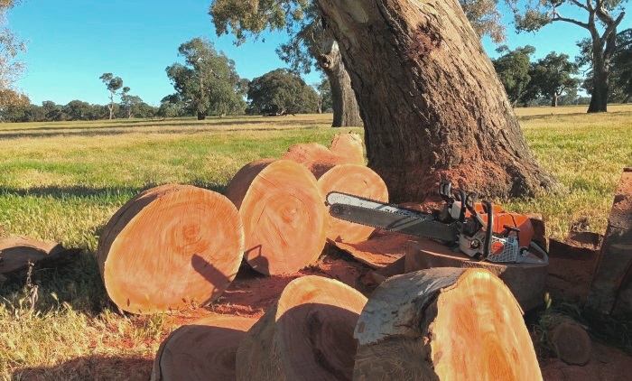 Red Gum Firewood Collecting